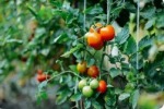 Вредители помидор: чем обработать